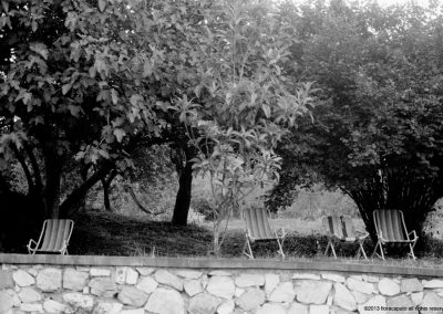 Chairs Under Olive Trees